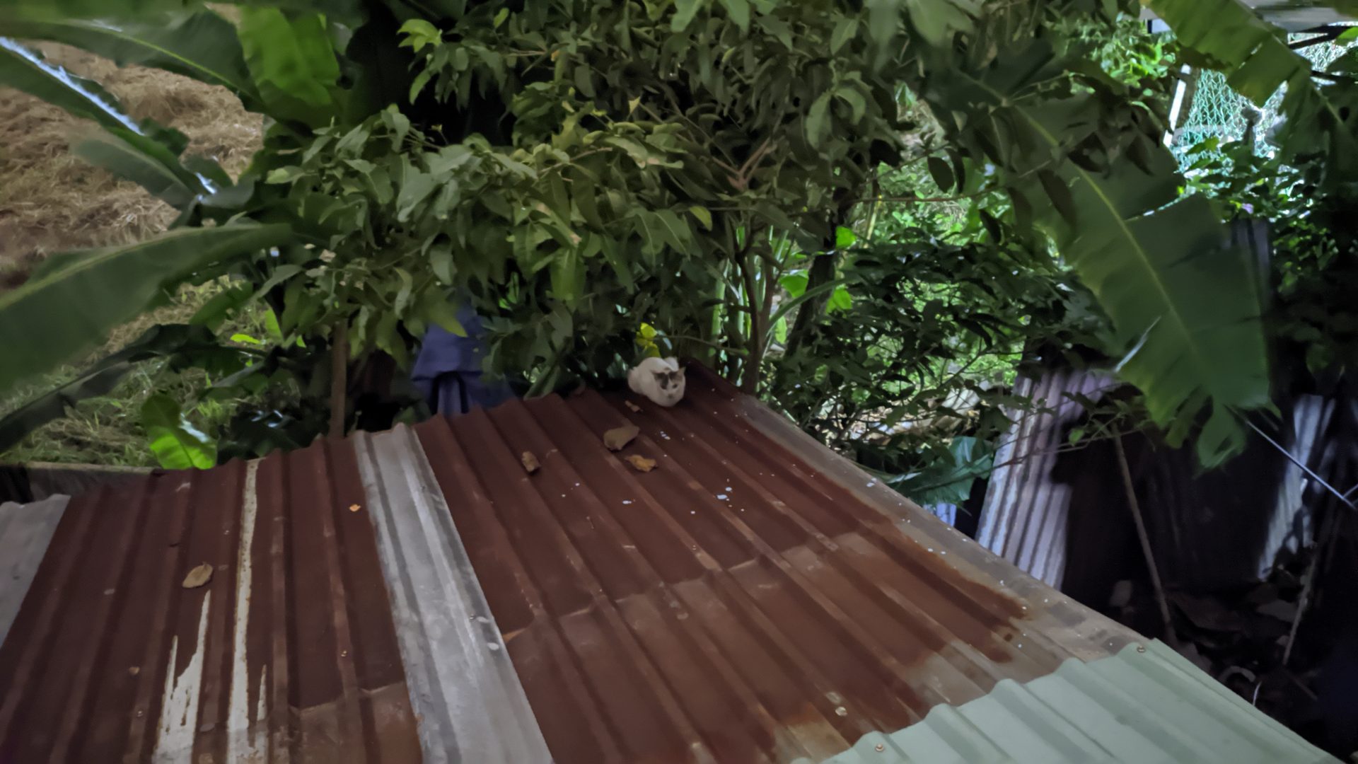 Google camera