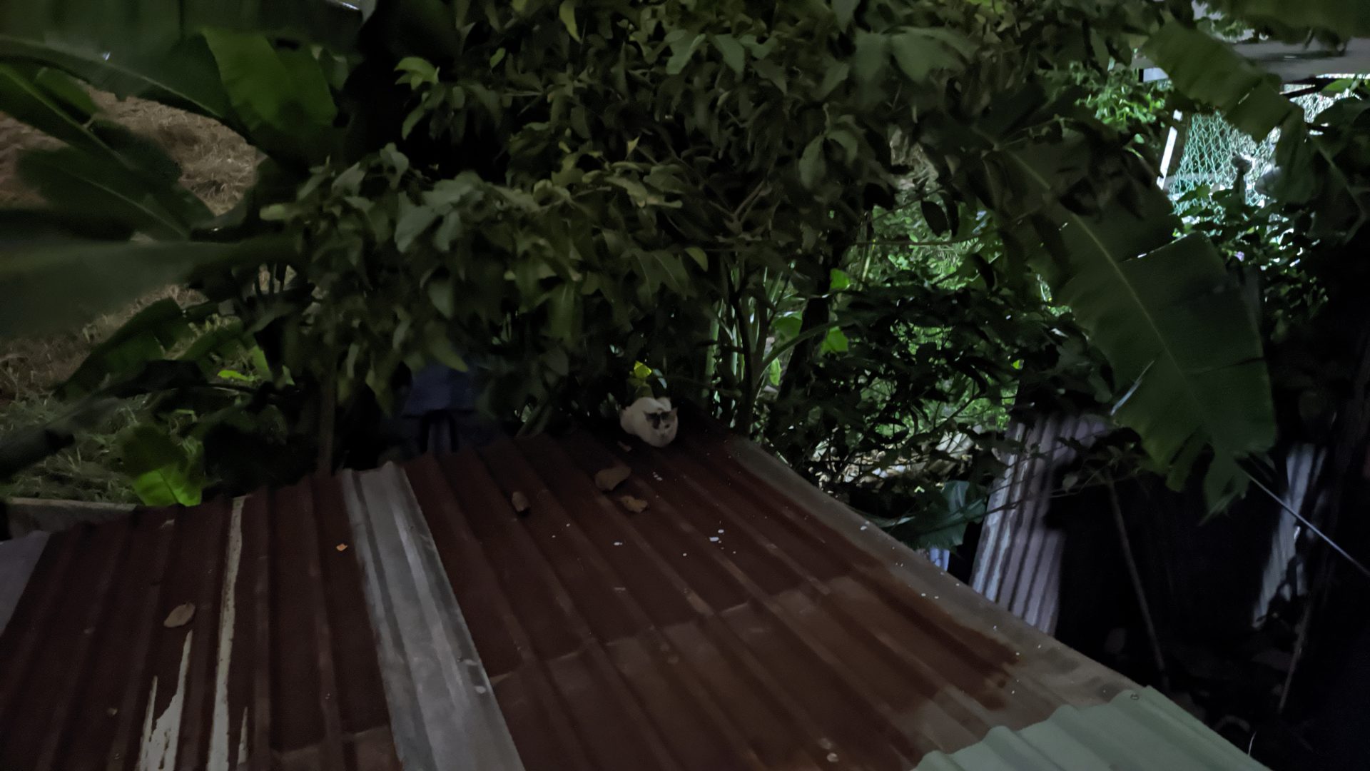 Google camera