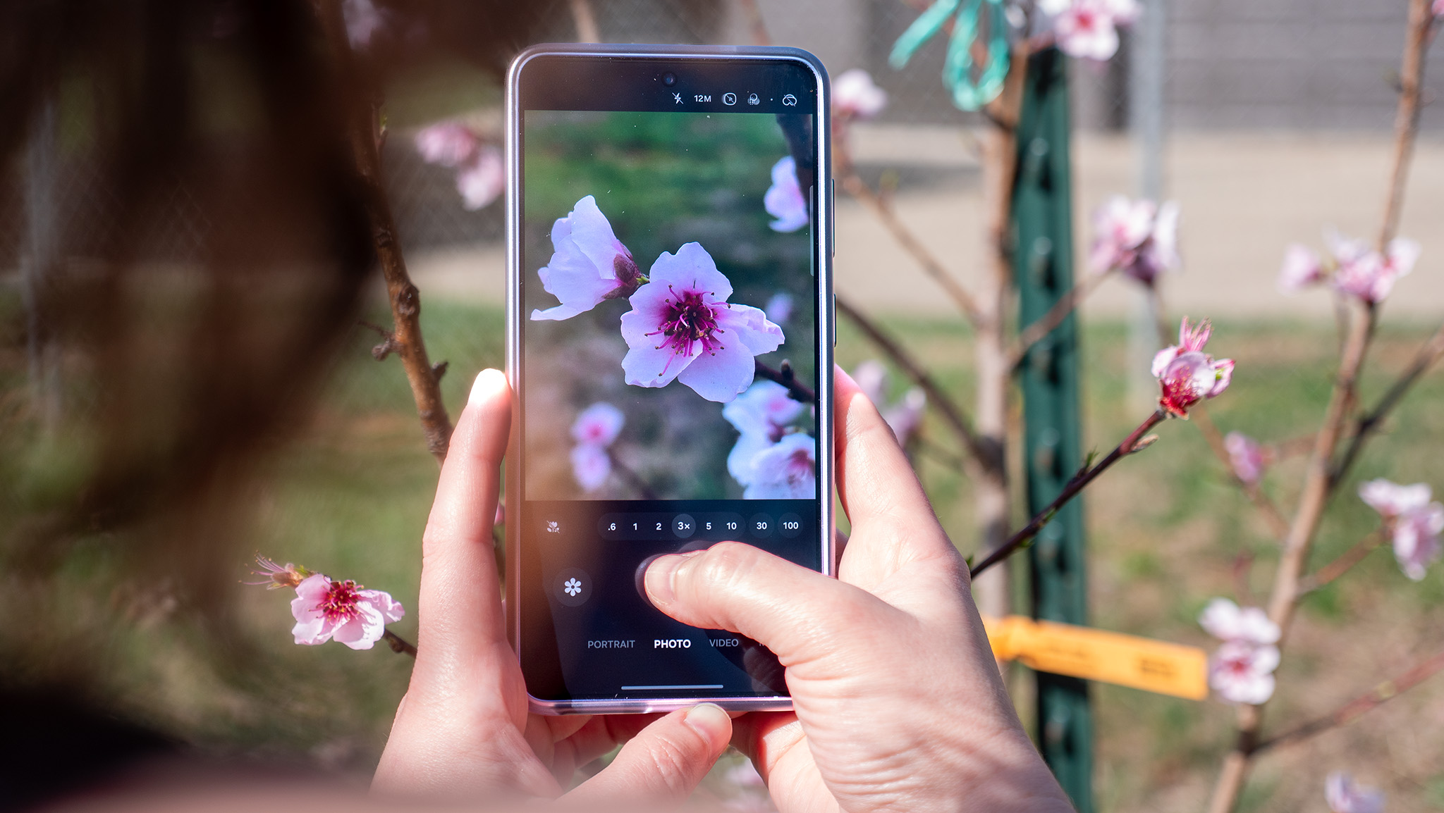 Chụp hoa đào bằng điện thoại Samsung Galaxy S26 Ultra
