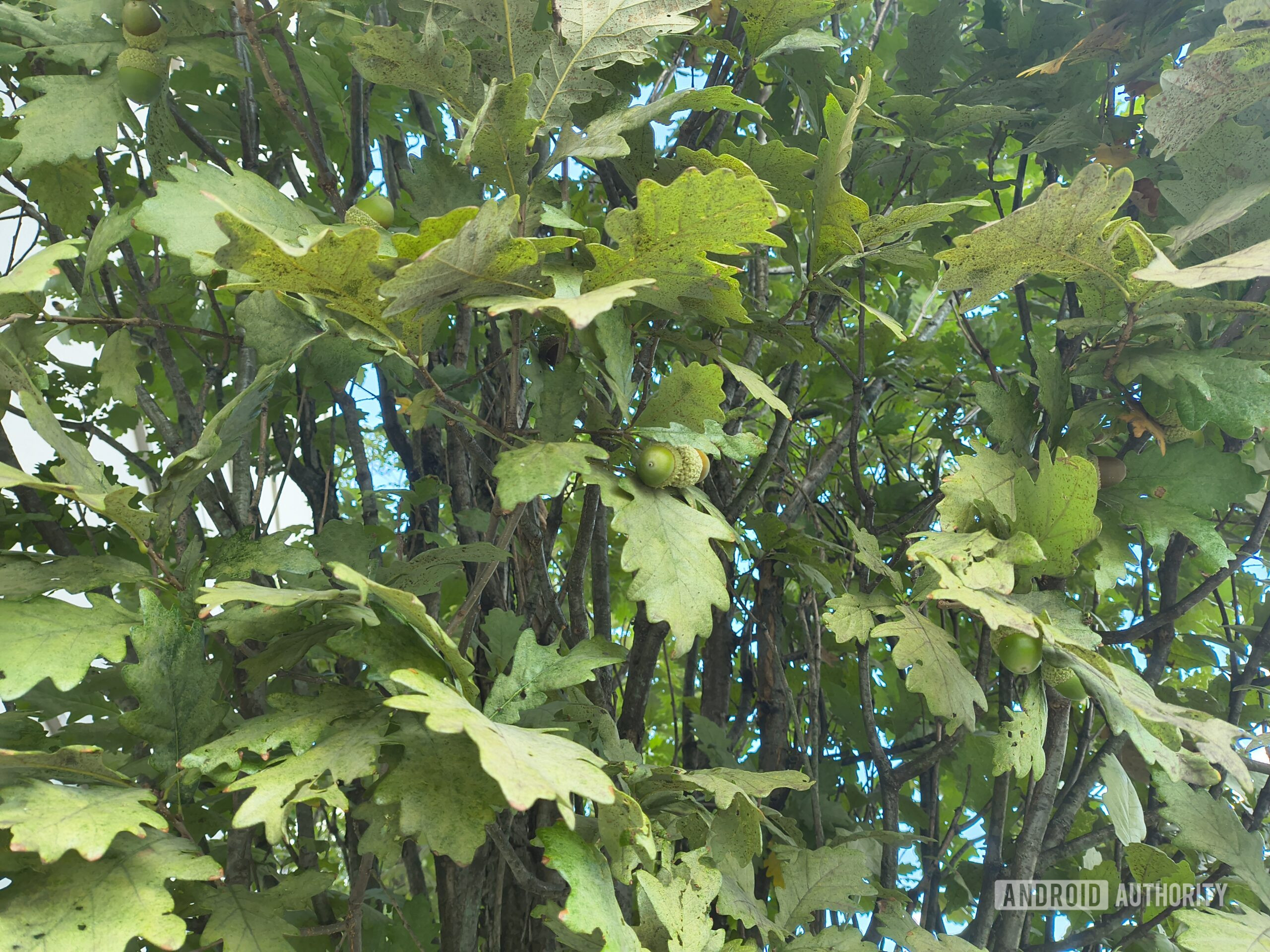 motorola razr 2026 green acorns